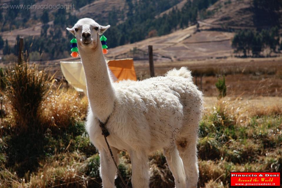 PERU - Lama on the road.jpg